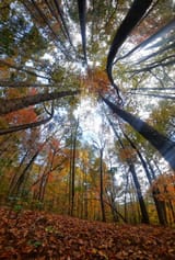 North Georgia Autumn