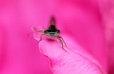 Blue-tailed damselfly on wild pink rose