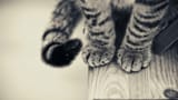 Tabby