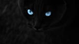 Black Cat