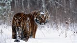 tiger