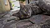 Feline inquisition