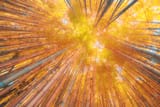 Yellow bamboo
