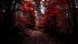 red forest