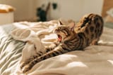 Yaaaaaawn