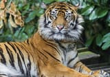 tiger_predator_look_3600x2518