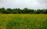Ryebank field