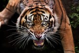 1681793916_belon-club-p-svirepii-tigr-instagram-54