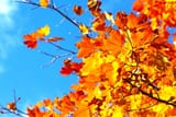 color explosion