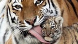 tiger-cub-4860