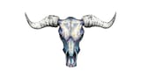 Bull Skull
