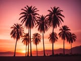 Default_Palm_tree_silhouettes_The_sun_is_setting_behind_those_0_c3ac5f76-ffa0-4900-8ad3-38e3194e16a1_1