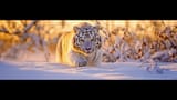 Siberian Wanderer
