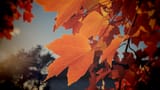 Fall-Colors-001