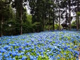 sea-of-hydrangea-upper
