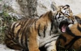 tiger-cub-47150