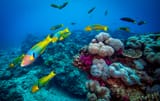 Flinders Reef