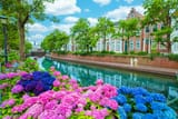 fn_hydrangea-huis-ten-bosch_2023_cl
