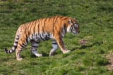 Prowling Amur Tiger