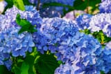 hydrangea-3487664_1920
