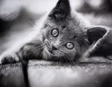 Kitten Drawing