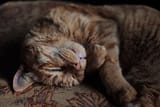 Comfort