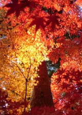 Momiji