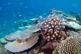 Lodestone_Reef_Valentines_Day_2016,_Green_Chromis_on_Coral
