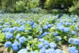 blue1