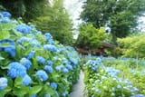 blue2