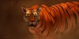 hograth-morrison-tigerpng