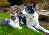 The cat shall lie down with the dog