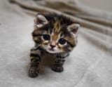 Arya