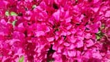 Bougainvilleas