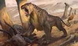 nutchapol-thitinunthakorn-deserttiger