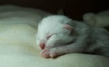 One day old