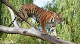 Bengal tigress - Pakawipark