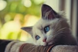 cat-409