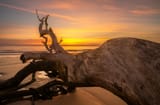 Jekyll Island Driftwood