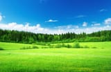 green-grass-1