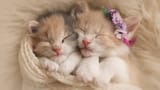 kittens-cute-cat-animal-uhdpaper.com-4K-4.3346