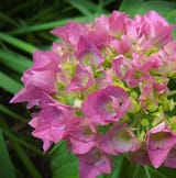 hydrangea_by_suosana_dajheze