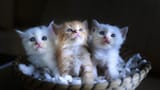 three-cute-kittens-4k-image-3840x2160_67974-mm-90