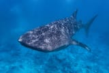 Whale Shark