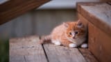 kitten-cute-w7-3840x2160