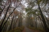 Cohutta Wilderness