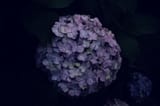june_flower_by_photobyfumi_dd96xvi