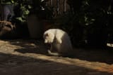 IMG_catbeast