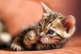 Bengalcat