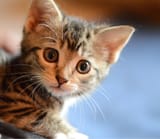 Kitten